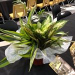 THF 2019 #21